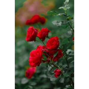 Ruža mnohokvetá (Rosa floribunda) 'FREUDENTANZ - výška 10-20cm, P11